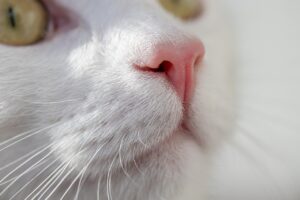 小学生が感じる目のゴロゴロ症状の原因と対処法は？