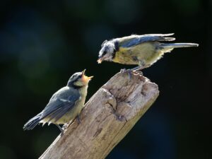 小児に適した目薬のさし方は？