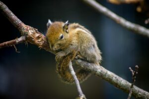 目の疲れ回復に効果的な食べ物は子どもにもおすすめですか？