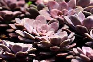 子供の近視抑制治療はどこがいい？
