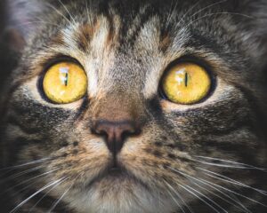 パソコンによる目の疲れを軽減するための対策は？